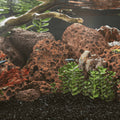 Lavagrus 10