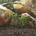Lavagrus 25 Kg 3